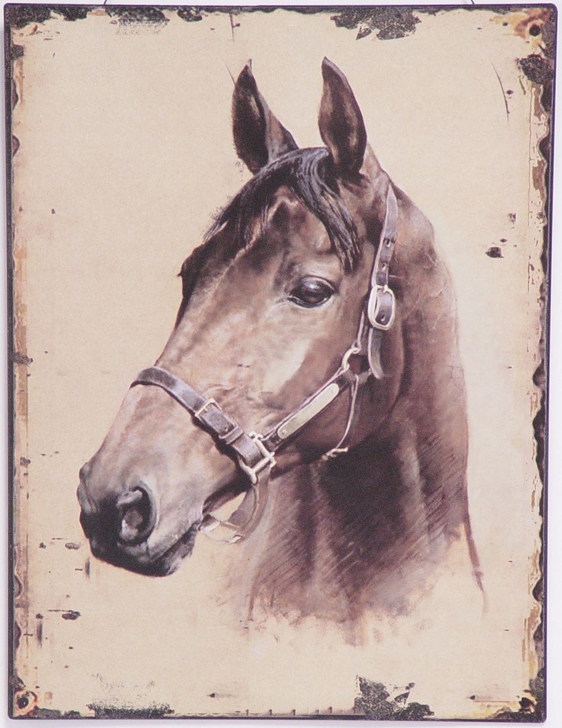 Halfter, Tier, Pferd, Säugetier, Colt Horse