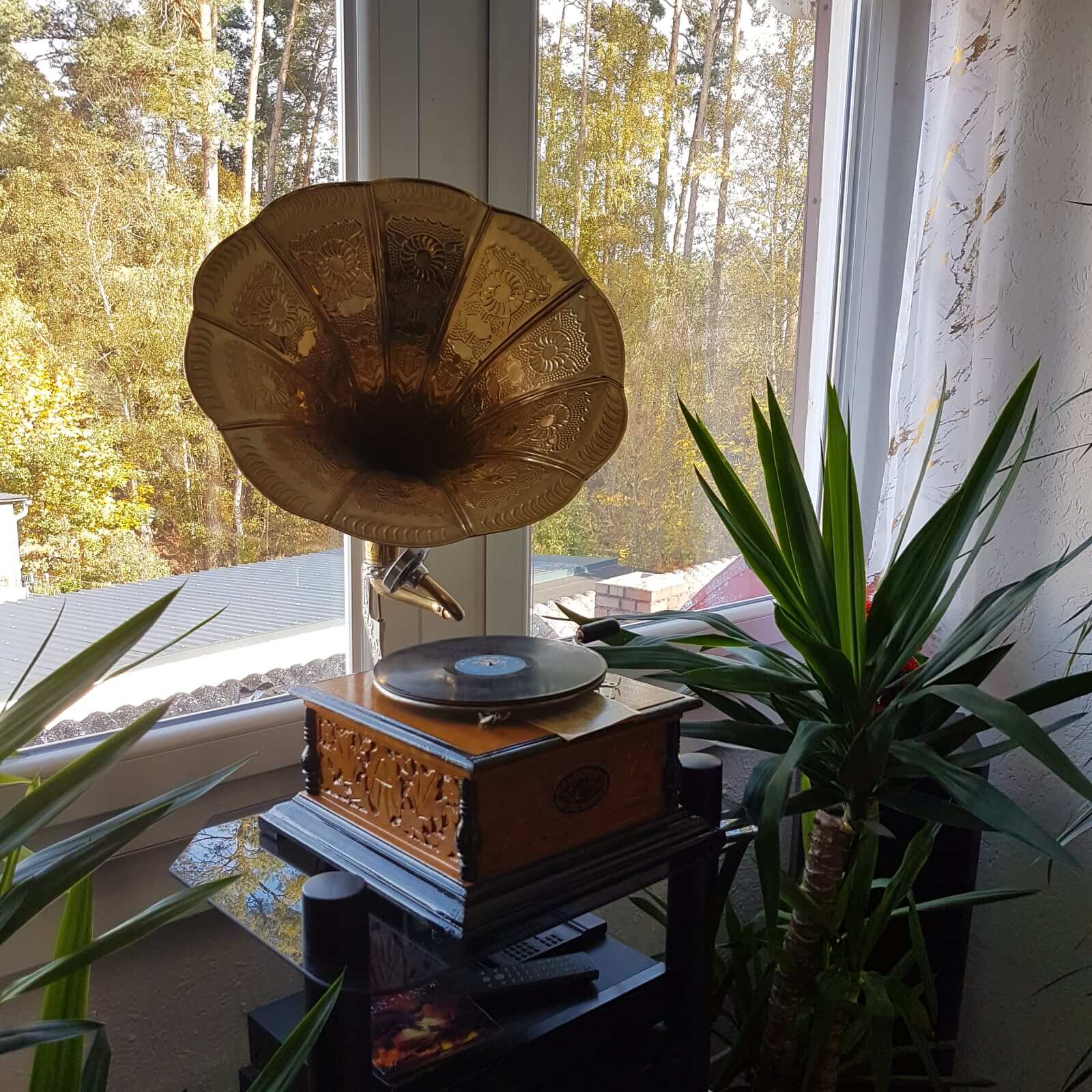 Gramophone avec pavillon pour disque 78 tours style antique (h)